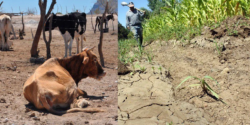 Corpocesar pide a ganaderos y agricultores tomar precauciones antes de la llegada del fenómeno de El Niño en el Cesar. Foto: NDigital.