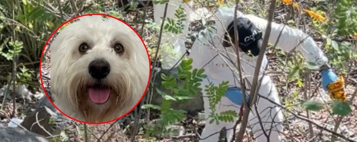 Exhuman a ‘Nikki’, el perro que murió tras ser baleado en Valledupar: buscan las pruebas para hallar al responsable  