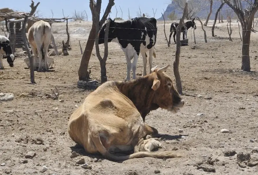 Ganaderos y productores del Cesar advierten que la reducción de lluvias, las altas temperaturas y la disminución de caudales amenazan la disponibilidad de agua y la producción agropecuaria. Foto: Contexto Ganadero.
