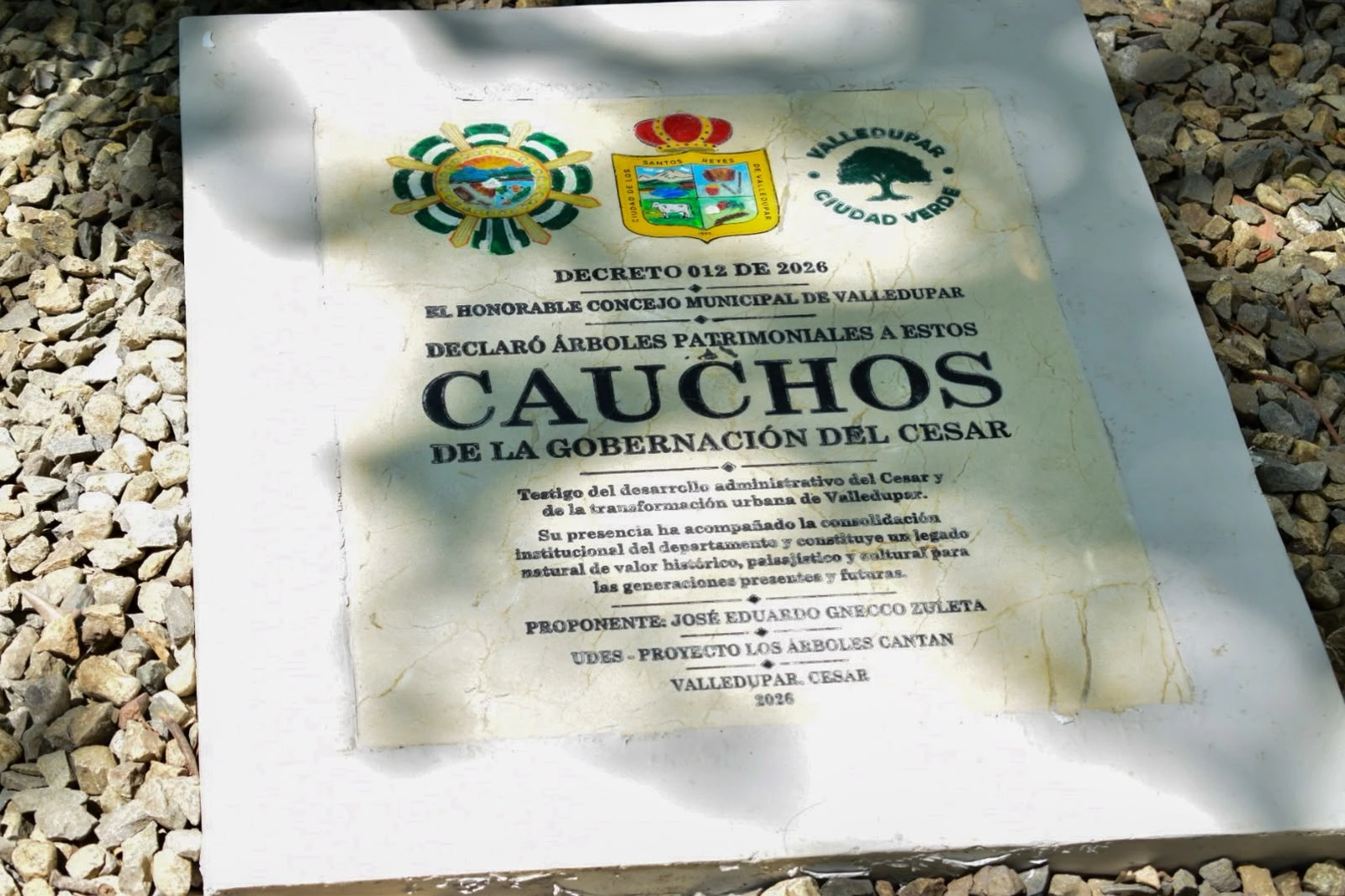 El reconocimiento busca promover el cuidado de los árboles patrimoniales y acercar a la ciudadanía a las historias que conservan estos ejemplares. Foto: Said Armenta.