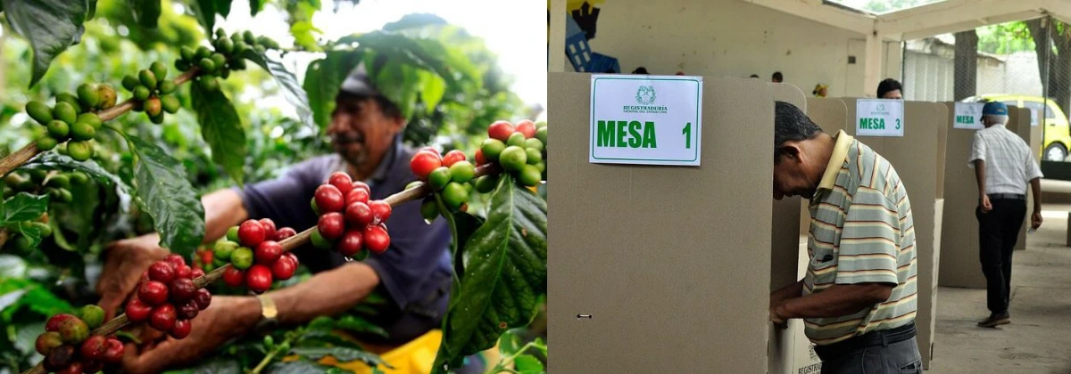 Elecciones cafeteras: más de 9.600 productores del Cesar, Bolívar y La Guajira elegirán a sus representantes