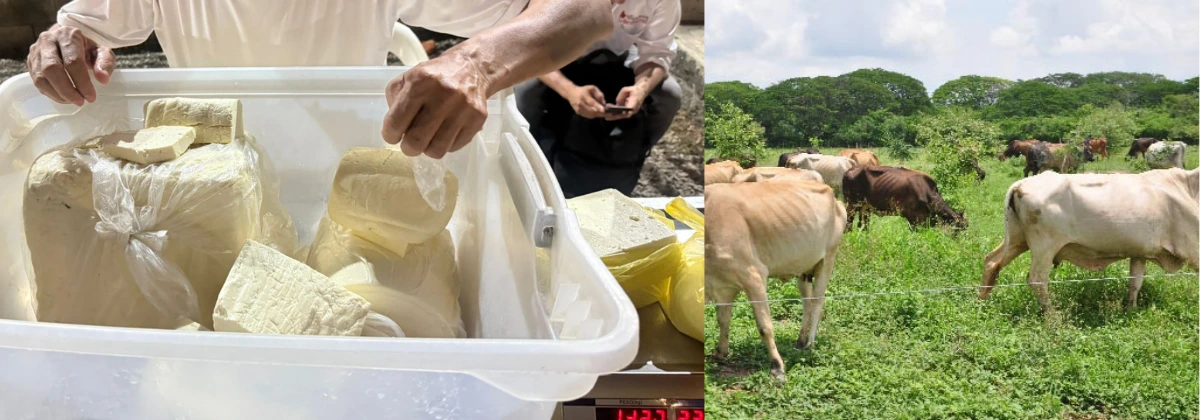La sequía afectará el precio de la canasta familiar, como el queso-web