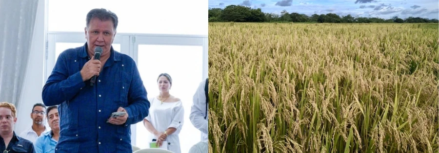 Ministro de Agricultura habla sobre la cosecha de arroz-web