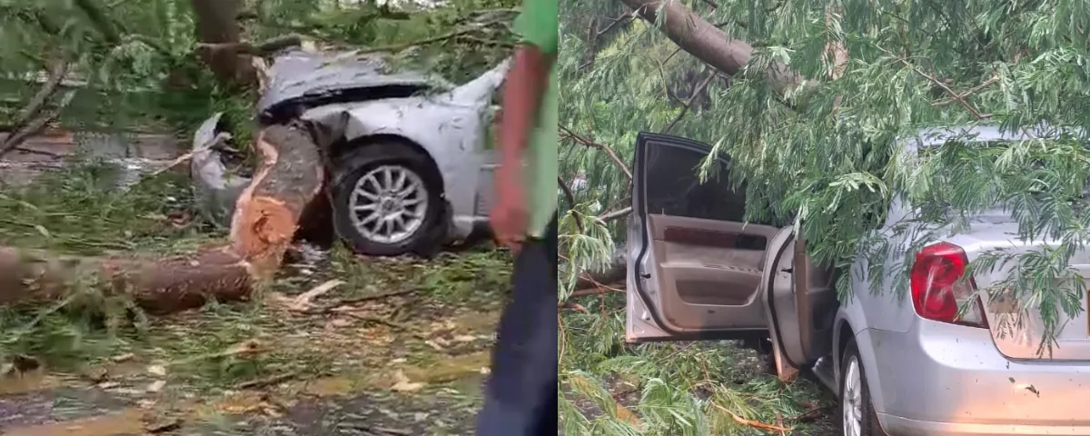Un árbol cayó sobre un vehículo en plena lluvia en Codazzi