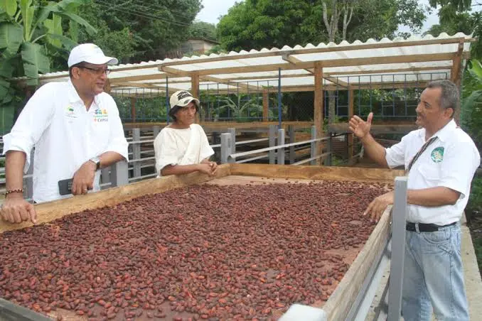 Cultivos de cacao hacen parte de las apuestas agropecuarias anunciadas por el Gobierno para el sur de La Guajira. Foto: El Campesino.