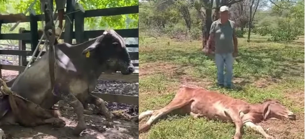 Animales afectados por la escasez de alimento, en registros comentados por los ganaderos Nelder Mejía Díaz, de Fonseca, y Alfonso Daza Daza, de Valledupar, quienes alertan sobre el deterioro de los hatos. Foto: Contexto Ganadero.