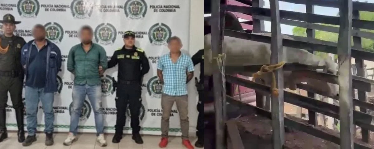 ¡Golpe a los cuatreros! Tras persecución por carreteras del Cesar, Policía recupera 58 reses robadas; cinco capturados