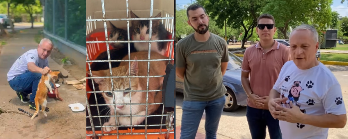 Esterilizan gatos abandonados cerca del río Guatapurí: jornada comenzó con seis felinos