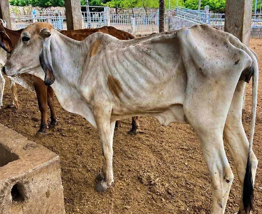 El ganado que perdió peso durante la sequía necesita alimento suficiente para recuperarse; las lluvias aisladas aún no garantizan la recuperación de los potreros, advierten productores del Cesar. Foto: Fedegán.