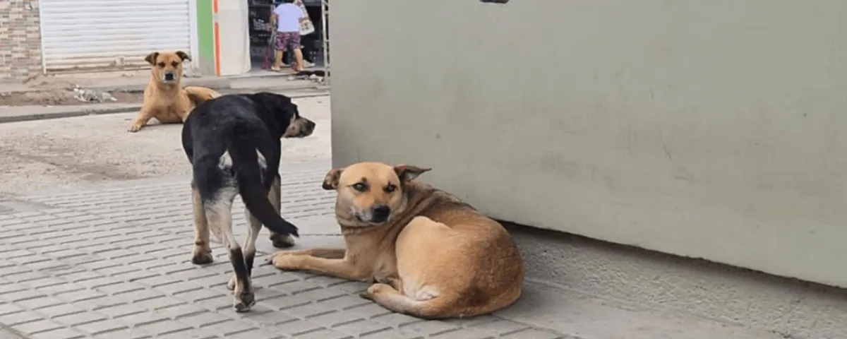 Feria de Bienestar Animal gratuita en el barrio 12 de Octubre de Valledupar. Foto: Cortesía